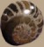 Ammonite