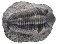 Trilobite